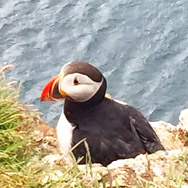 Puffin Halibut Cove Iceland